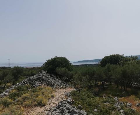 Olive grove on Krk with a farm building - pic 3