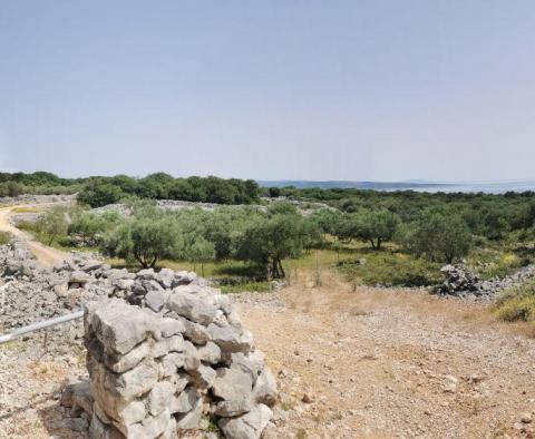 Olive grove on Krk with a farm building - pic 12