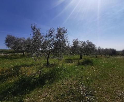 Olivový háj v Buje, na prodej - pic 7