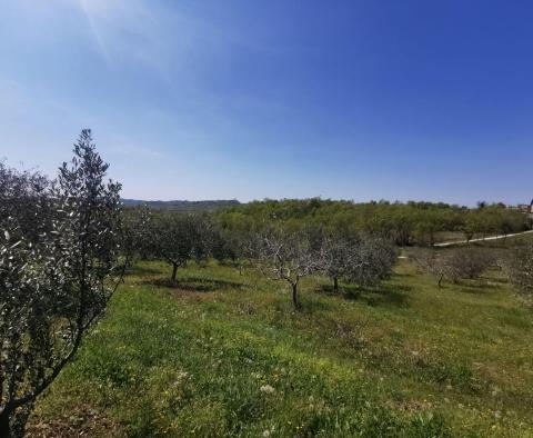 Olivový háj v Buje, na prodej - pic 9