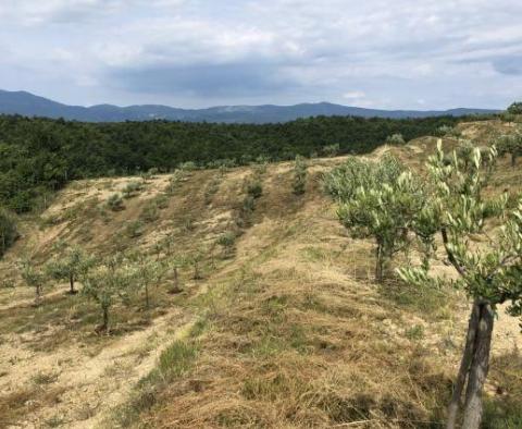 Olive grove in Draguć, Cerovlje 