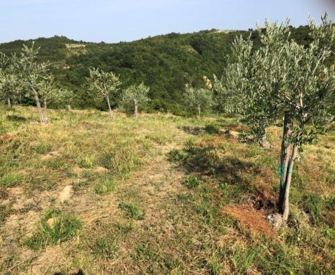 Olive grove in Draguć, Cerovlje - pic 2