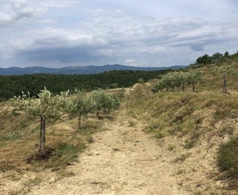 Olive grove in Draguć, Cerovlje - pic 3