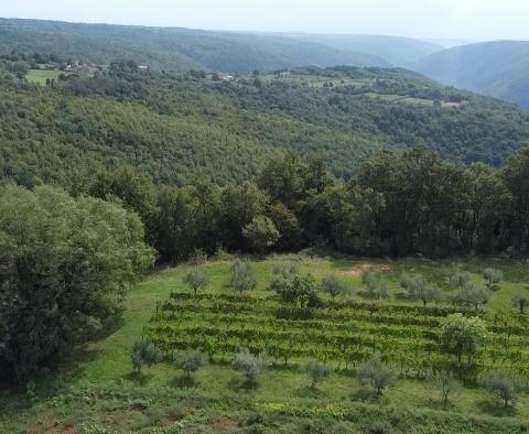 Przestronna działka budowlana z widokiem na okolicę w Barban! - pic 4