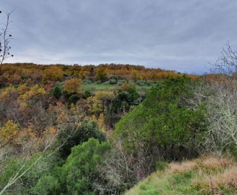 Domaine unique à vendre à Grožnjan sur 114.440 m2 de terrain - pic 27