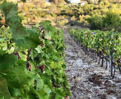 Terrain agricole de 8.600 m² avec 3.000 raisins de vigne (plavac mali) et 50 oliviers - pic 2