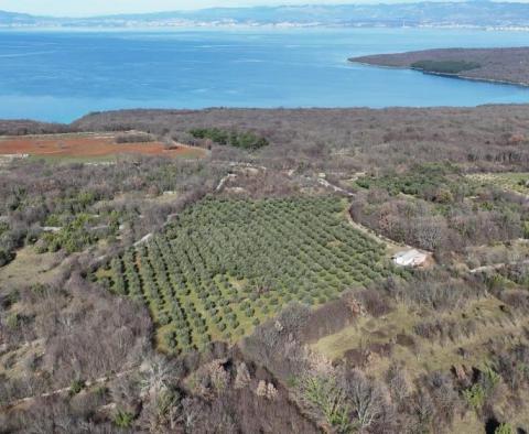 Une belle oliveraie dans la région de Sotovento sur l'île de Krk 