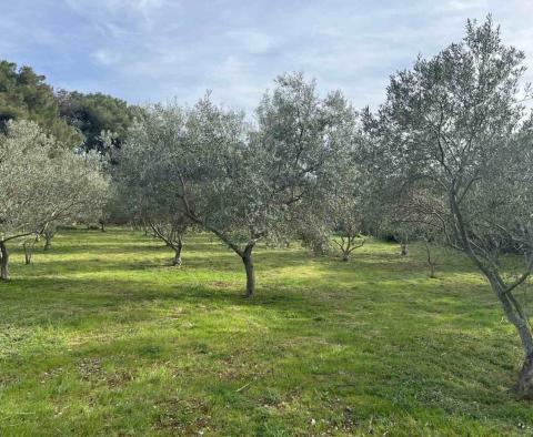 Oliveraie de 210 arbres à Mali Lošinj, à 200 m de la mer, à vendre 