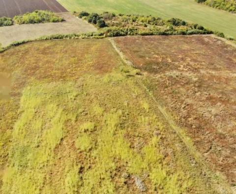 Terrain spacieux à vendre dans la région de Buje, à usage agricole, 39.178m2 