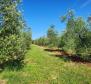 A spacious olive grove with 300 olive trees in Novigrad area - pic 6