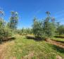 A spacious olive grove with 300 olive trees in Novigrad area - pic 8