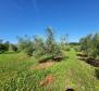 A spacious olive grove with 300 olive trees in Novigrad area - pic 9