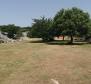 Olive grove on Krk with a farm building - pic 6