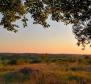 Building plot in Buje area on the edge of the construction zone, panoramic view  - pic 4