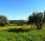 Building plot in Buje area on the edge of the construction zone, panoramic view  - pic 5