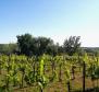 Building plot in Buje area on the edge of the construction zone, panoramic view  - pic 8