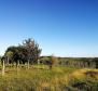 Building plot in Buje area on the edge of the construction zone, panoramic view  - pic 11