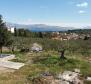 Large farm land with olive grove in Splitska,Brac - pic 10