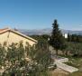 Large farm land with olive grove in Splitska,Brac - pic 4