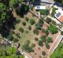 Olive grove with auxiliary building, only 150 meters from the sea, rarity in the offer on Krk! - pic 2