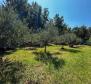 Olive grove with auxiliary building, only 150 meters from the sea, rarity in the offer on Krk! - pic 6