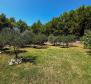 Olive grove with auxiliary building, only 150 meters from the sea, rarity in the offer on Krk! - pic 7