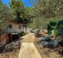 Olive grove with auxiliary building, only 150 meters from the sea, rarity in the offer on Krk! - pic 12