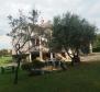 Large estate in Katoro area of Umag just 500 meters from the sea, land plot of 7357 sq.m. - pic 4