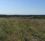 Terrain spacieux à vendre dans la région de Buje, à usage agricole, 39.178m2 - pic 2