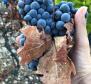 Działka rolna o powierzchni 8.600 m2 z 3.000 winogron winorośli (plavac mali) i 50 drzewami oliwnymi - pic 3