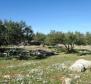 Un champ d'oliviers de 16.000 m² avec des arbres centenaires à Brac, région de Skrip - pic 5