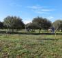 Земельный участок в Врх, остров Крк с оливковой рощей 