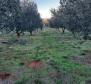 Pozemek ve Vrh na ostrově Krk s olivovým hájem - pic 3