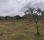 Земельный участок в Врх, остров Крк с оливковой рощей - фото 9