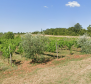 Mezőgazdasági terület gazdag szőlőültetvényekkel és olajfaligetekkel Bale-ben, Rovinjban 