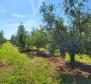 Просторная оливковая роща с 300 оливковыми деревьями в районе Новиграда. 