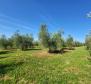 Просторная оливковая роща с 300 оливковыми деревьями в районе Новиграда. - фото 2