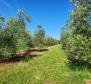 Просторная оливковая роща с 300 оливковыми деревьями в районе Новиграда. - фото 6