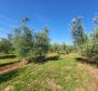 A spacious olive grove with 300 olive trees in Novigrad area - pic 8