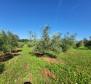 A spacious olive grove with 300 olive trees in Novigrad area - pic 9