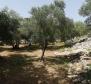 Olive grove on Krk with a farm building - pic 2