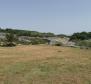 Olive grove on Krk with a farm building - pic 5