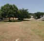 Olive grove on Krk with a farm building - pic 6