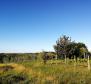 Building plot in Buje area on the edge of the construction zone, panoramic view  - pic 11