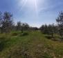Olivový háj v Buje, na prodej - pic 3