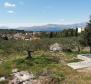 Grand terrain agricole avec oliveraie à Splitska, Brac - pic 10