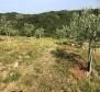 Olive grove in Draguć, Cerovlje - pic 2