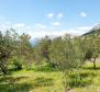 Rare terrain for sale in Brela with sea views, just 240 meters from the sea - pic 7