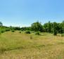 Сombined land with three building permits in Buje, for sale - pic 5