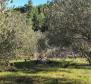 Agricultural land plot for sale 24.000 sqm with a 60 sqm stone object in Jelsa area on Hvar island - pic 6